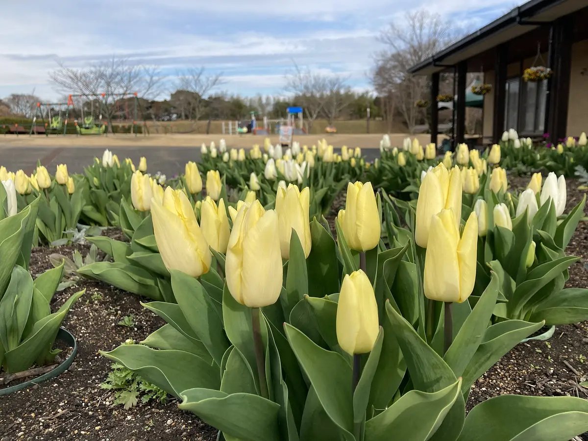 🌳 마쓰자카 농업공원 벨팜 (마쓰사카노교코엔베루화무) 이미지 6